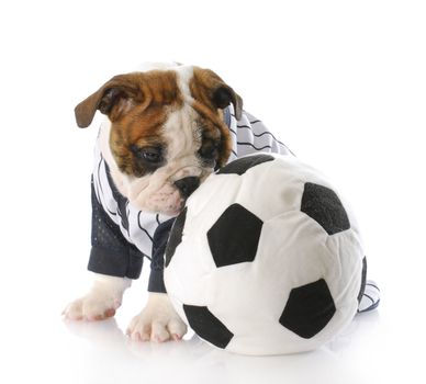 adorable english bulldog puppy sitting beside soccer ball with reflection on white background