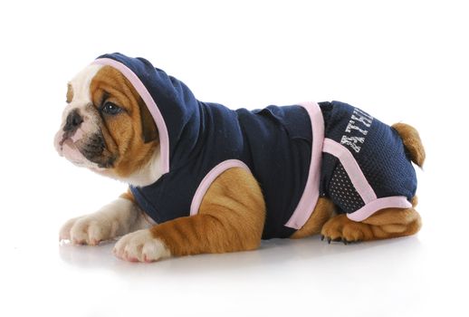 female english bulldog puppy wearing sports hoodie and shorts with reflection on white background