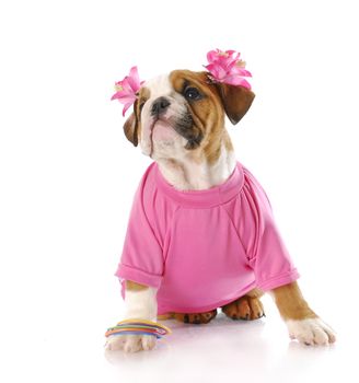 adorable english bulldog puppy wearing pink with reflection on white background