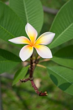 Plumeria flowers