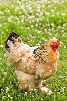Decorative chicken in field with blooming White clover flowers or Trifolium repens in summer