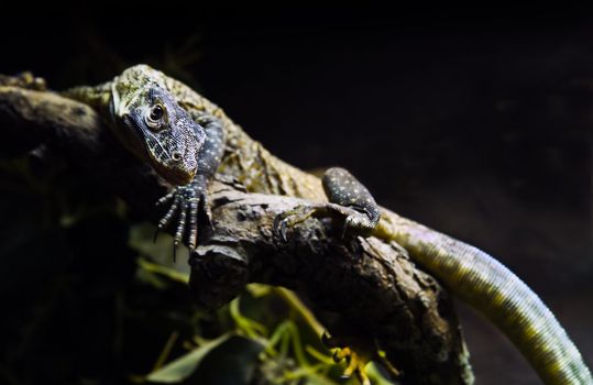 Watchful young Komodo dragon or Varanus komodoensis  in dark environment sitting on branch