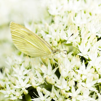 Small white on white Sedum flowers in late summer