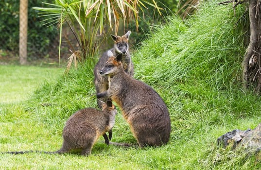 Three Swamp wallabies in park on rainy day in summer