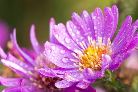 New York aster or Michaelmas daisy with waterdrops flowering in autumn sunshine