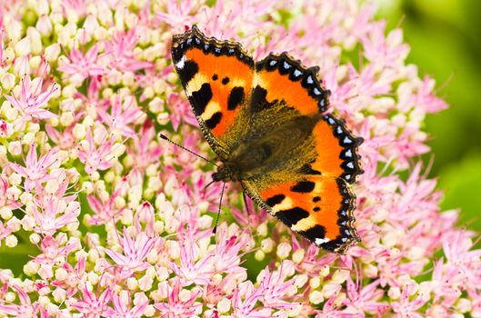 Small tortoiseshell butterfly or Aglais urticae on Sedum flowers in late summer