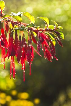 Red Fuchsia flowers with waterdrops in early autumn morning sunshine -  beautiful bokeh background - vertical