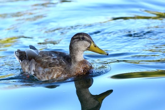 female mallard duck swimming on blue beautiful water