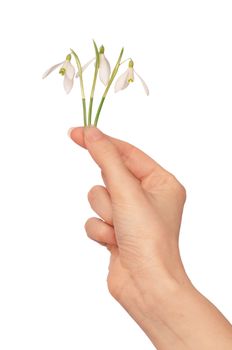 woman holding snowdrops as a symbol of spring
