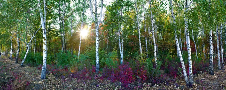 meadow in the autumn birch forest in the sunlight
