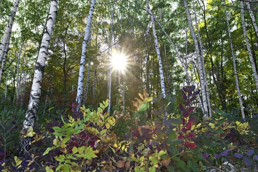 meadow in the autumn birch forest in the sunlight