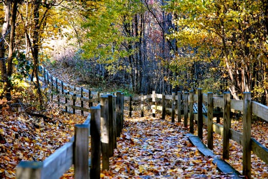 trail into the wood