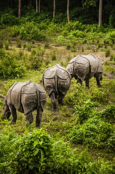 Three rhinoceros in the jungle of Chitwan national park, Nepal