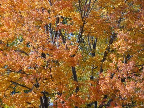 Autumn trees in michigan