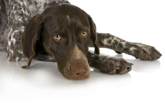 hunting dog - german shorthaired pointer laying down isolated on white background