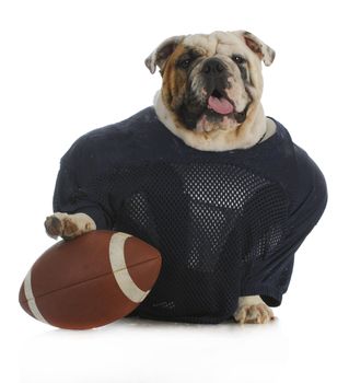 sports hound - english bulldog dressed up like a football player