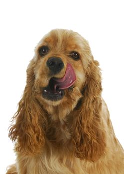 happy dog - american cocker spaniel licking lips 