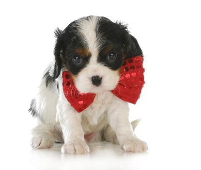 cute puppy - cavalier king charles spaniel wearing red bowtie sitting on white background