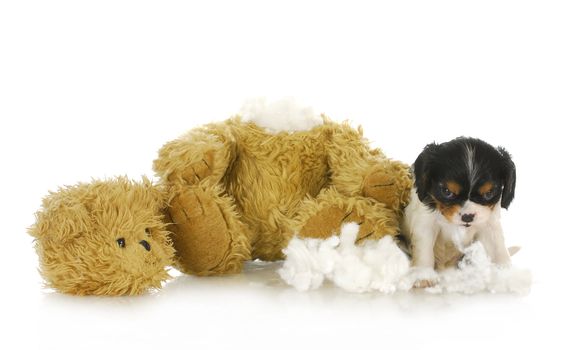 naughty puppy - cavalier king charles puppy chewing apart a stuffed teddy bear 