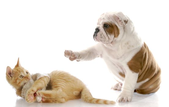 cute english bulldog puppy bullying kitten with scared expression with reflection on white background