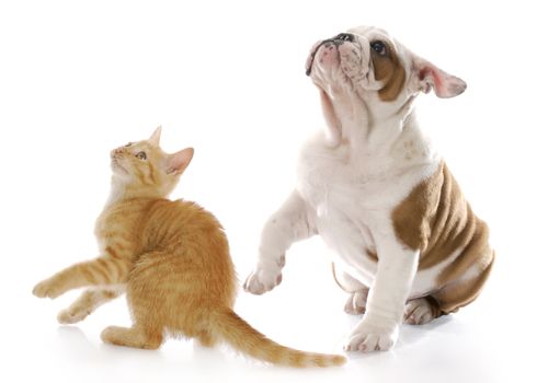 adorable kitten and puppy looking up with scared expressions with reflection on white background