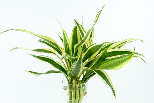 A bamboo in close-up  on  white background.
