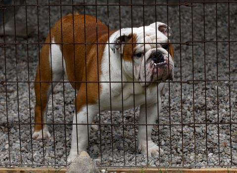english bulldog standing behind fenced in area with stone base