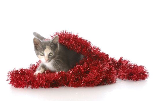 adorable nine week old kitten playing in red christmas garland with reflection on white background