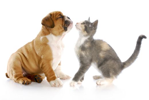 eight week old kitten and english bulldog puppy showing affection with reflection on white background