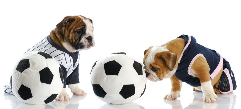 two english bulldog puppies playing soccer with reflection on white background