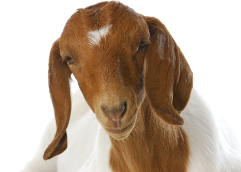 south african boer goat doeling portrait on white background