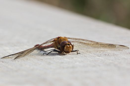 A male Common Darter Dragonfly (Sympetrum Striolatum) taking the autumn sun