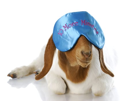 counting sheep - funny goat wearing ten more minutes eye mask with reflection on white background