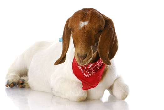 south african boer goat doeling wearing red bandanna with reflection isolated on white background