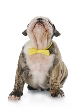cute english bulldog puppy with yellow bowtie looking up with reflection on white background