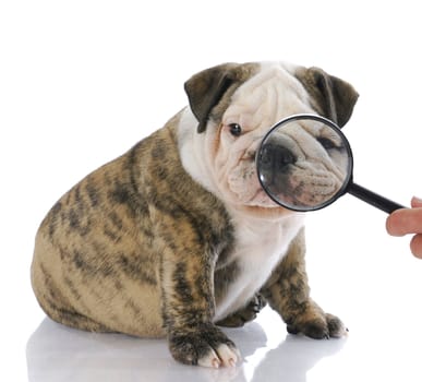 cute english bulldog puppy having his eyes nose and face examined
