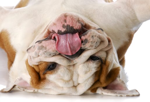 english bulldog laying upside down on his back with reflection on white background