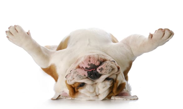 english bulldog laying upside down on his back with reflection on white background