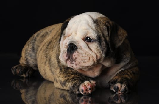 nine week old english bulldog puppy with reflection on black background