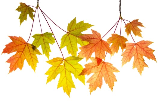 Hanging Maple Tree Branches with Changing Fall Leaves Isolated on White Background