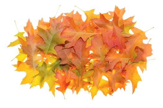 Pile of Oak Tree Leaves in Autumn Season Isolated On White Background