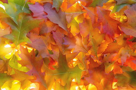 Backlit Pile of Oak Tree Leaves in Autumn Season Background