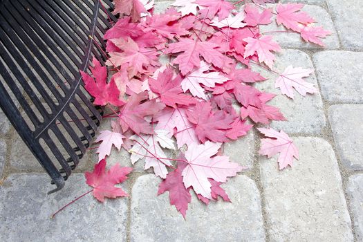 Raking Fallen Red Maple Tree Leaves from Backyard Stone Pavers Patio in Autumn