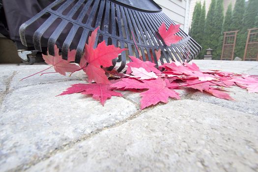 Raking Fallen Red Maple Tree Leaves from Backyard Stone Pavers Patio in Autumn Closeup
