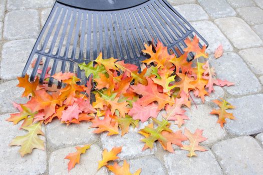 Raking Fallen Oak Tree Leaves from Backyard Stone Pavers Patio in Autumn