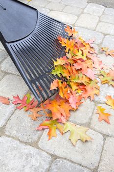 Raking Fallen Oak Tree Leaves from Backyard Stone Pavers Patio in Autumn Vertical