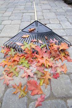 Garden Rake Laying on Backyard Patio with Colorful Oak Tree Leaves in Autumn