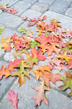 Colorful Fallen Oak Tree Leaves on Backyard Cement Paver Brick Patio Background