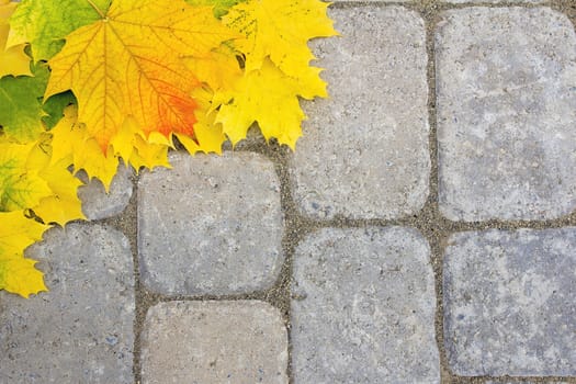 Large Maple Tree Leaves on Brick Paver Patio Background