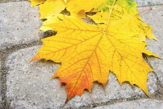 Large Maple Tree Leaves on Brick Paver Patio Background Closeup